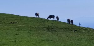 Itinerario 63 – Pianezze, Monte Cesen e Sentiero dei Narcisi