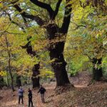 Itinerario 67 – Monfenera e i suoi castagni secolari