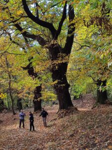 Itinerario 67 – Monfenera e i suoi castagni secolari
